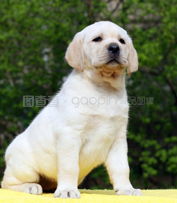 狗狗下巴真菌感染——揭开宠物健康的隐秘危机